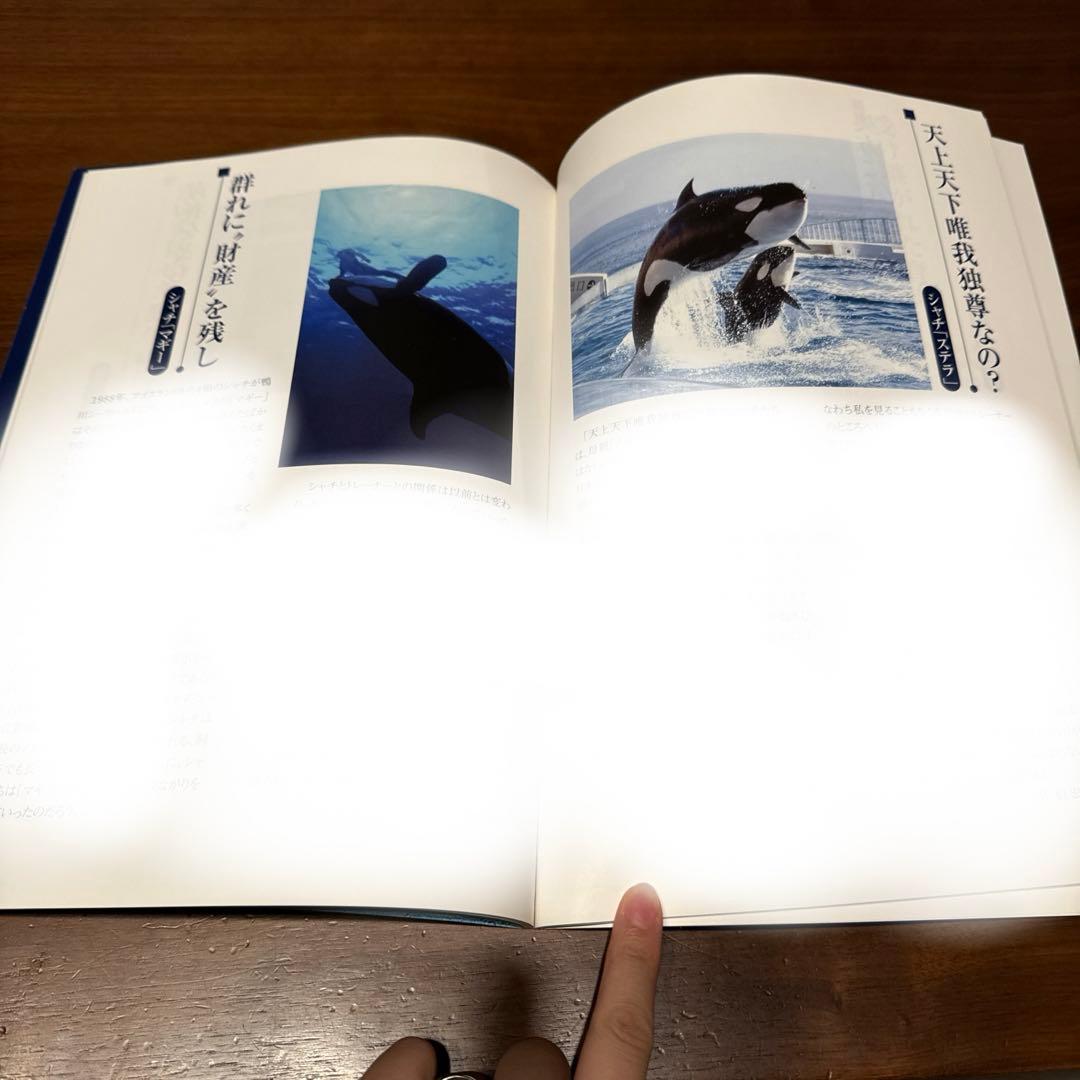 希少】開園40周年記念 鴨川シーワールドのなかまたち シャチ オルカ