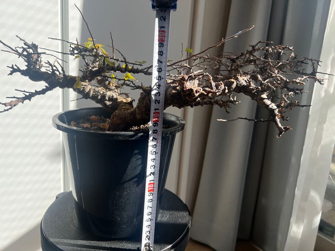 発根済】コミフォラ エイル 灌木 塊根