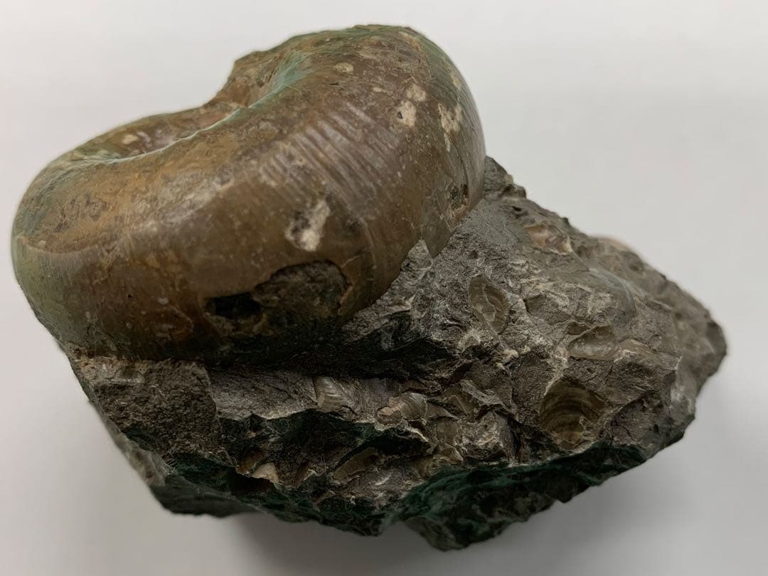 アナパキディスカス(メヌイテス) スツネリ 北海道 小平産 アンモナイト