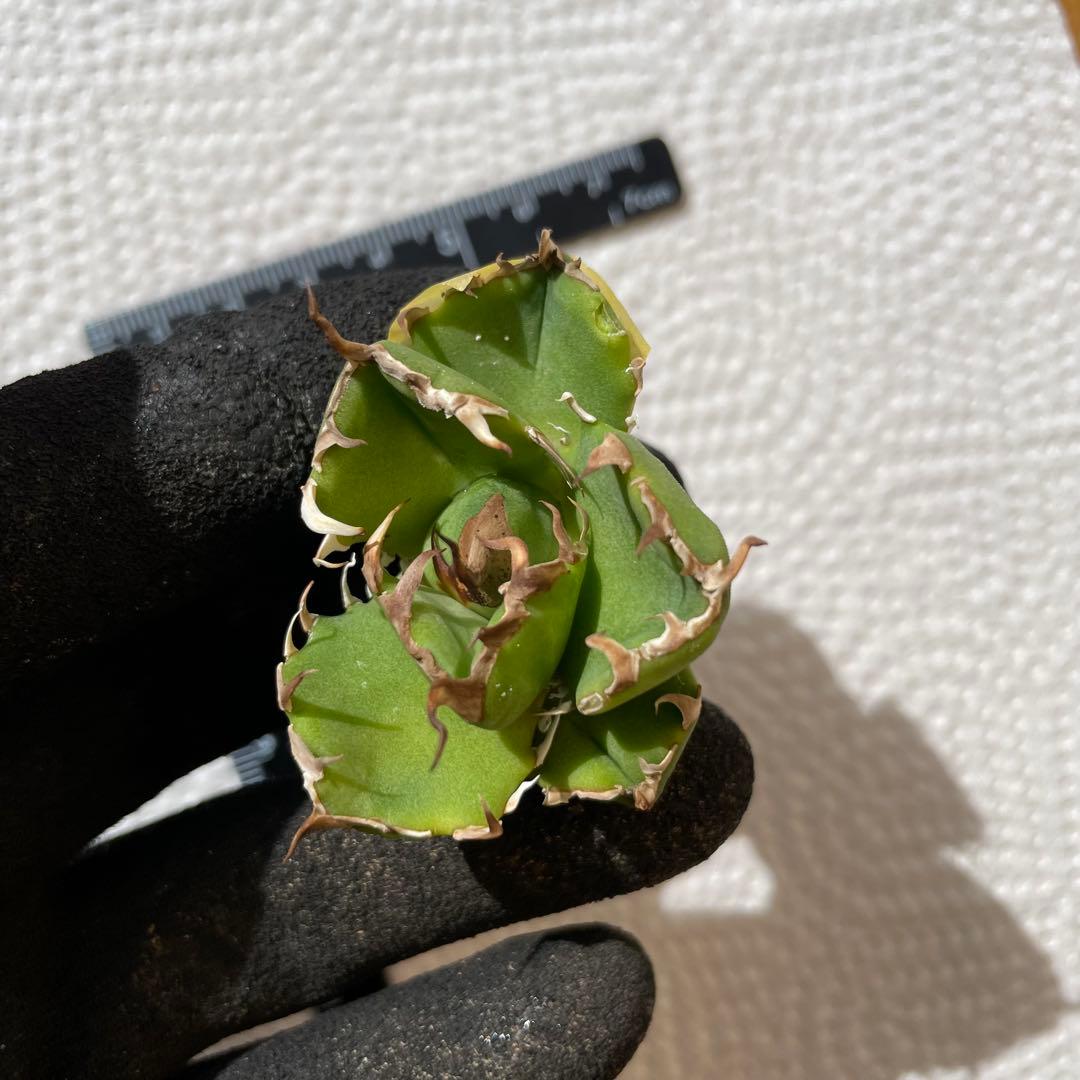 アガベ ノヴァ NOVA 子株 イラン株 - メルカリ