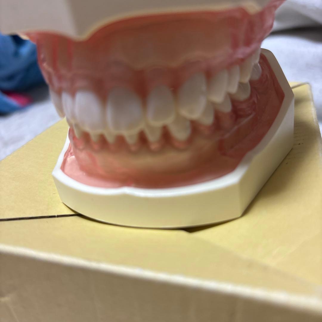 顎模型 SRP実習用顎模型 [D16FE-500HPRO-S1A1-GSE]｜株式会社ニッシン｜歯科