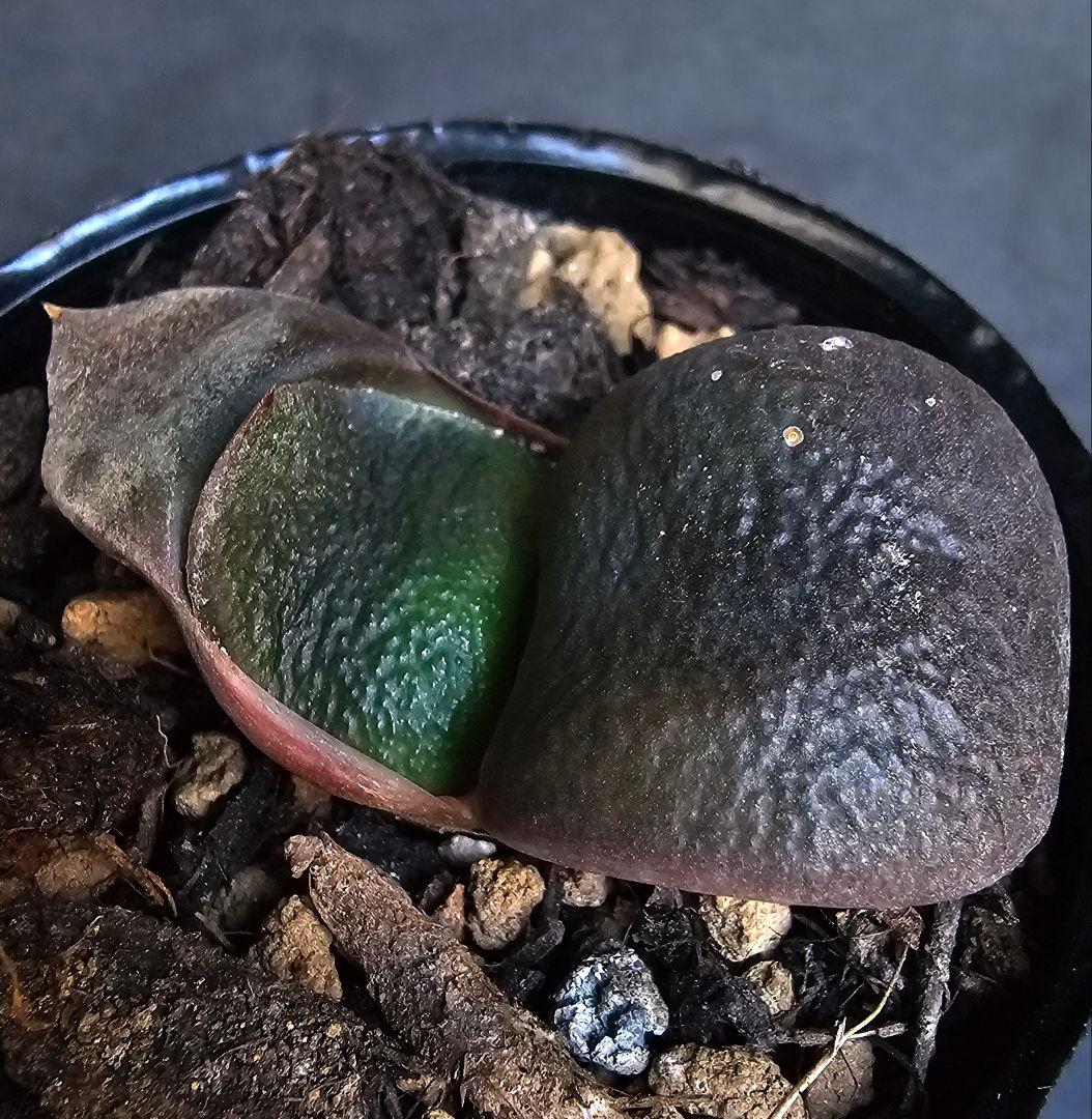 メルカリ便発送&ロウルサンコさんラベル付き☆ガステリア C0(シーゼロ) 2026年最新】ロウルサンコ ラベルの人気アイテム - メルカリ