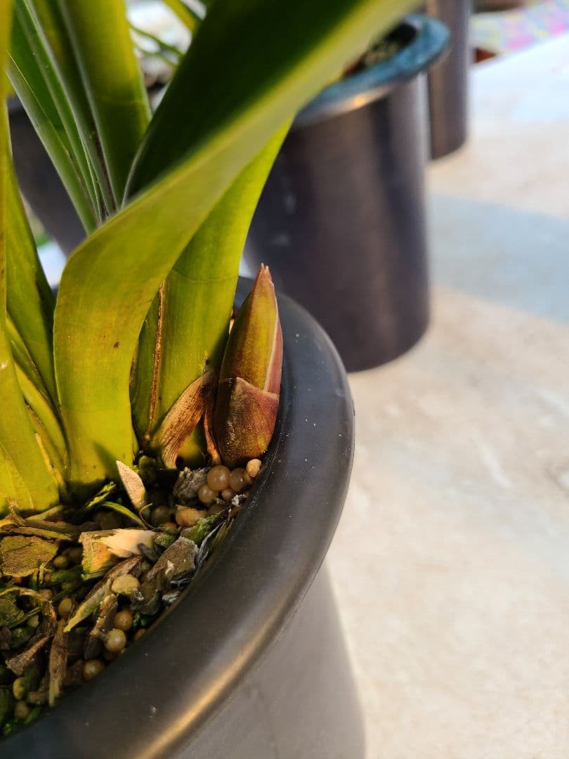 フォアゴットンフルーツ。花芽合計17個。5鉢セット。蜜蜂誘引蘭