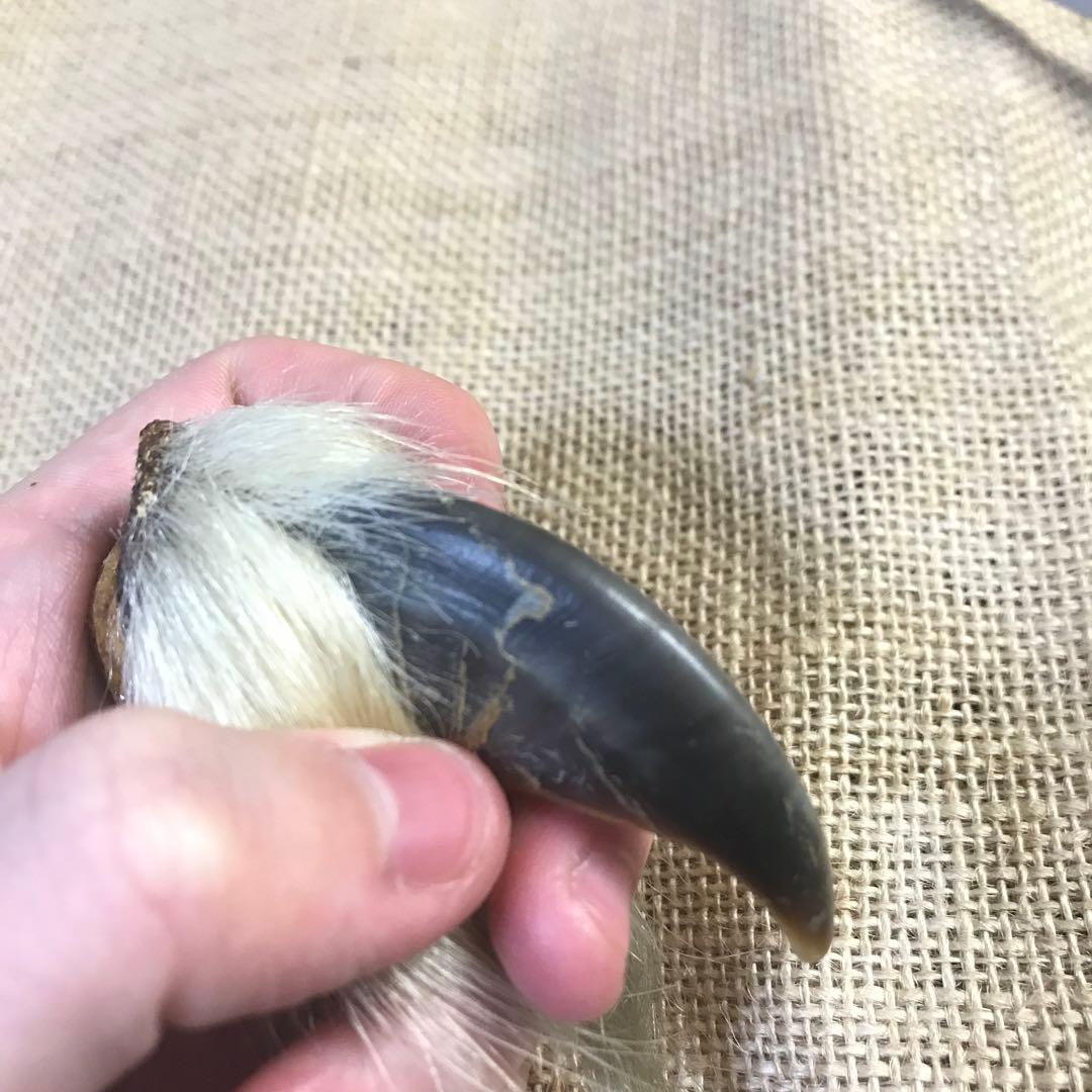 シロクマ 爪 ホッキョクグマ 熊の爪 ベアクロー 剥製 - メルカリ