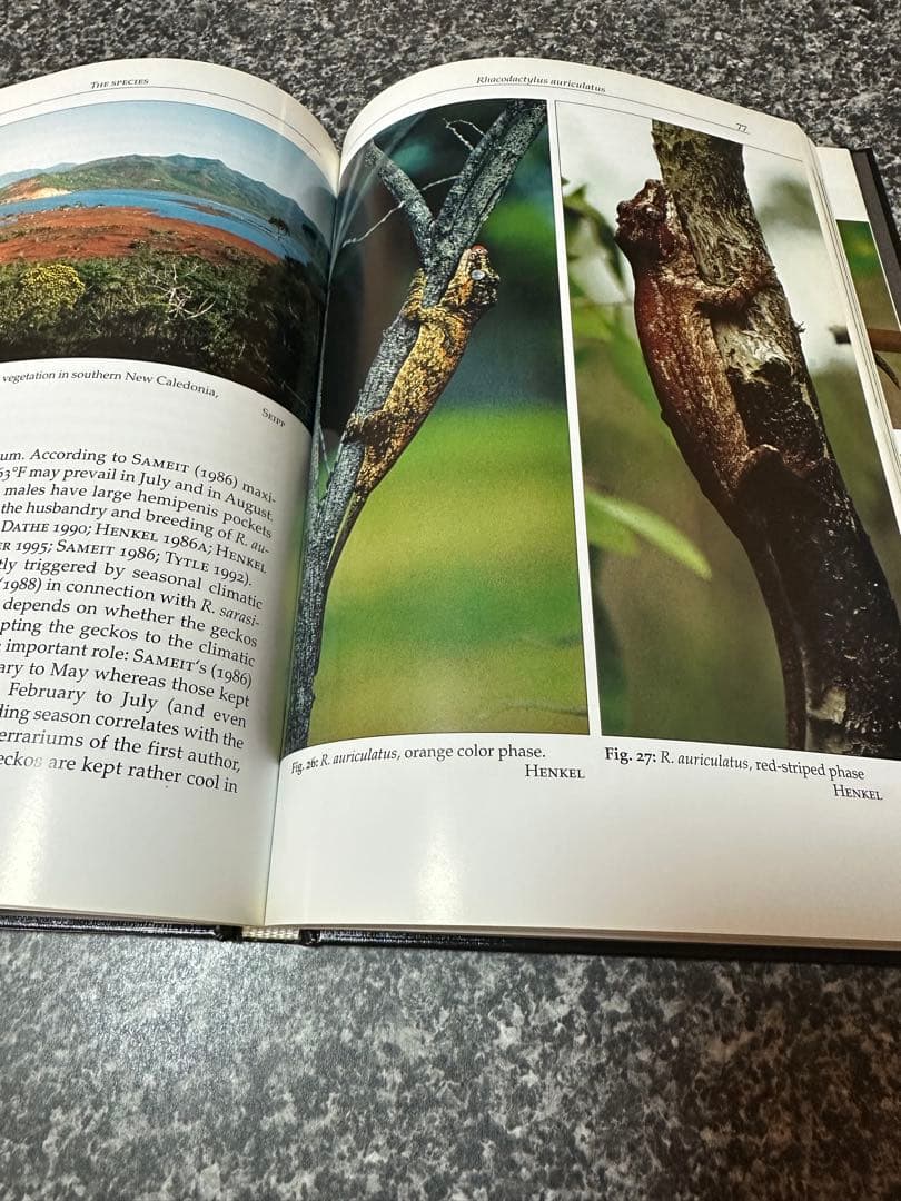 Rhacodactylus ミカドヤモリ 洋書12/15迄の限定値下価格！