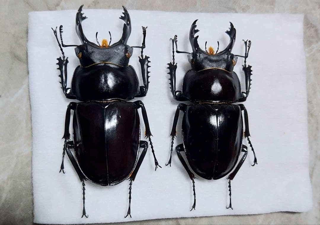 ヤエヤママルバネ　WF1　65mup