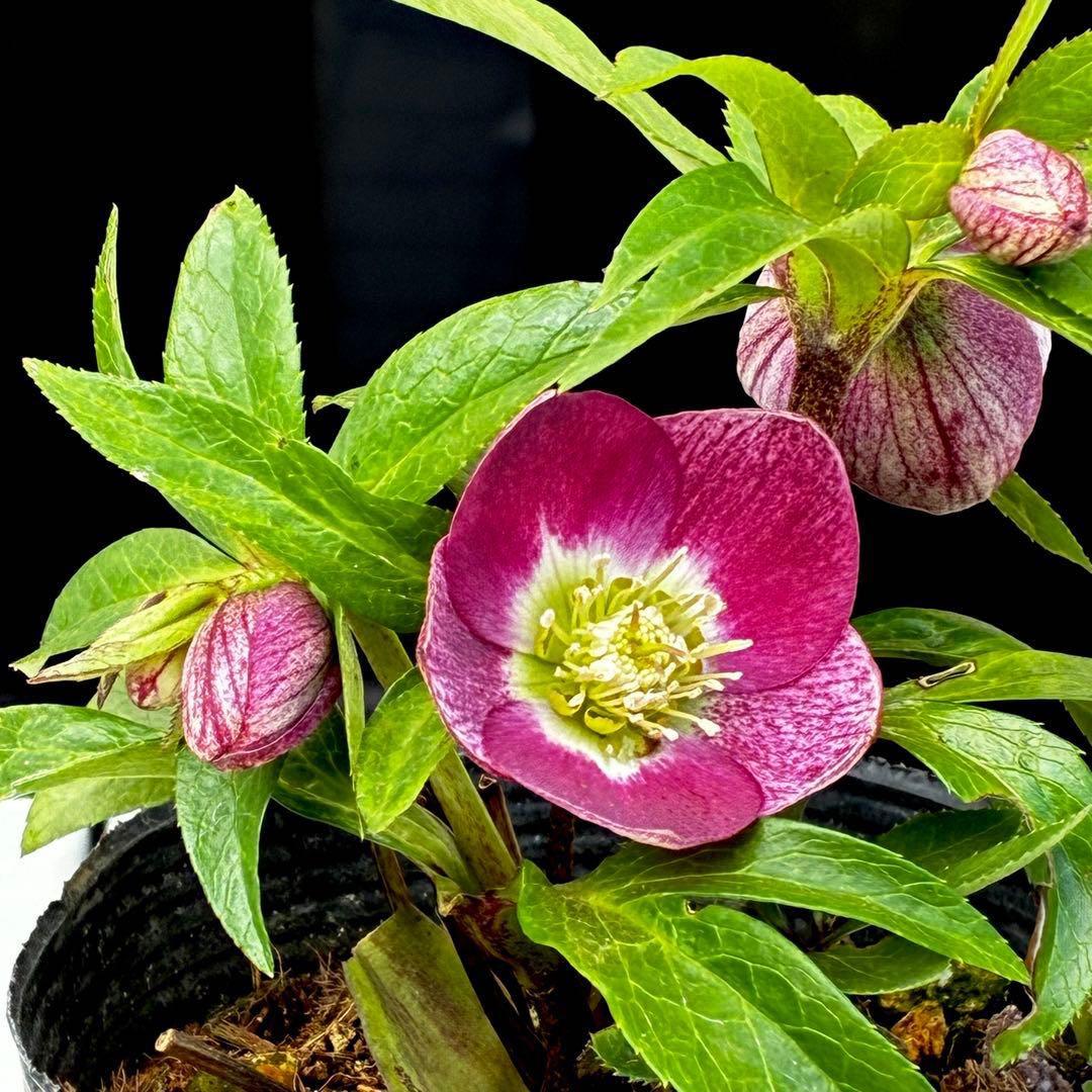 3660☘️タグ付☘️プチドール⭐️小輪⭐️鮮ピンク⭐️底白抜け