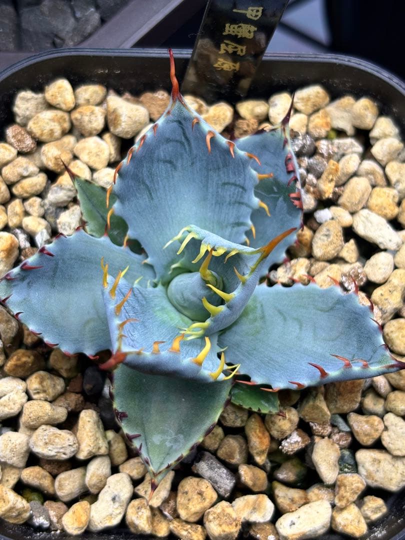 s*e様 アガベ 甲蟹屈原 子株 発根済 特白 青葉 陽炎 狂刺 連刺 ハイブリ