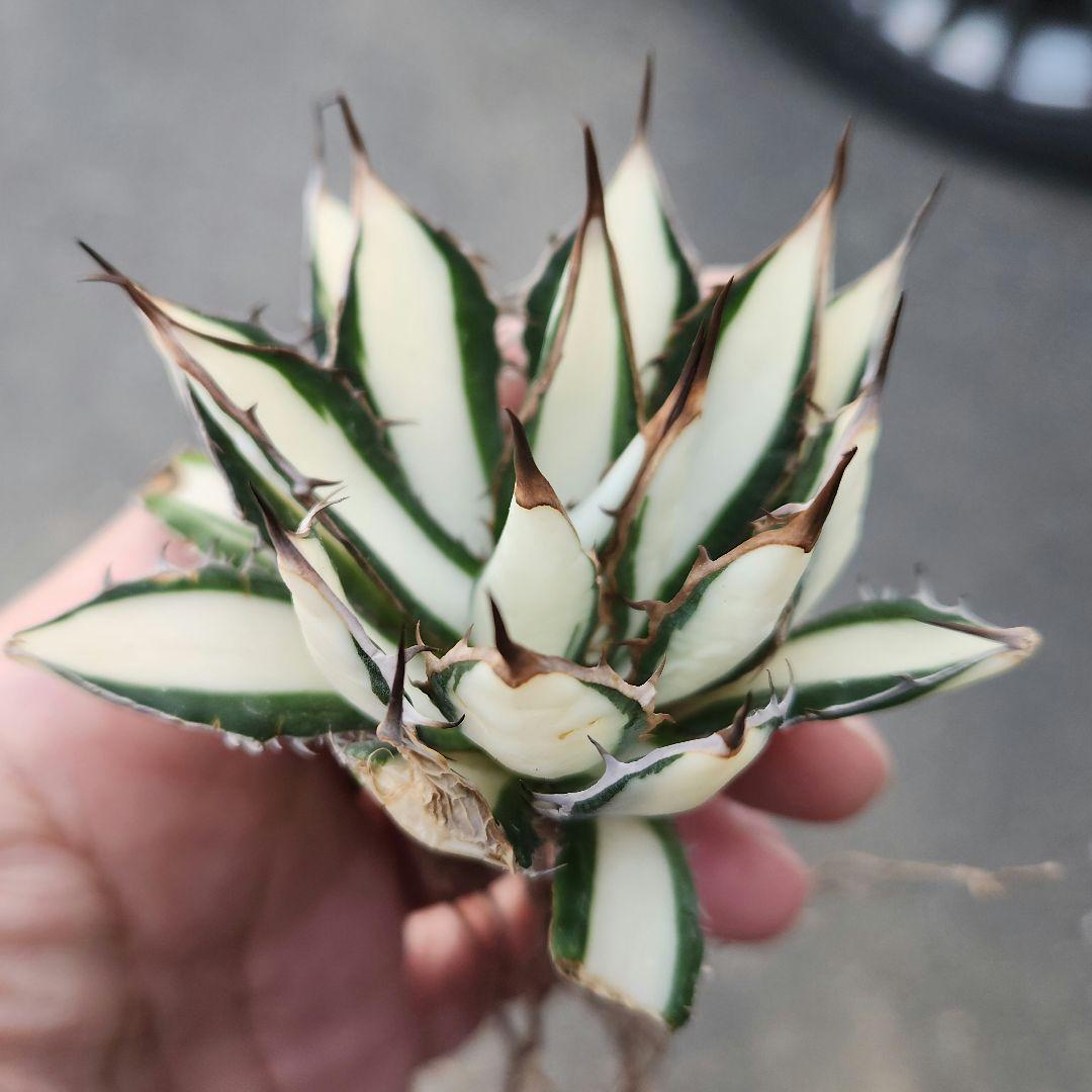 アガベ ホリダ 白中斑 極上株 ベアルート短期間出品 - メルカリ