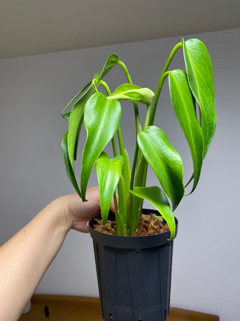 棚整理セール‼️】モンステラ バールマルクス 希少 レア 人気