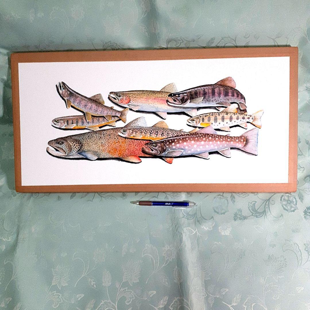 北海道の渓流に住む魚透明水彩画 北海道の渓流に住む魚透明水彩画北海道の渓流に住む魚透明水彩画