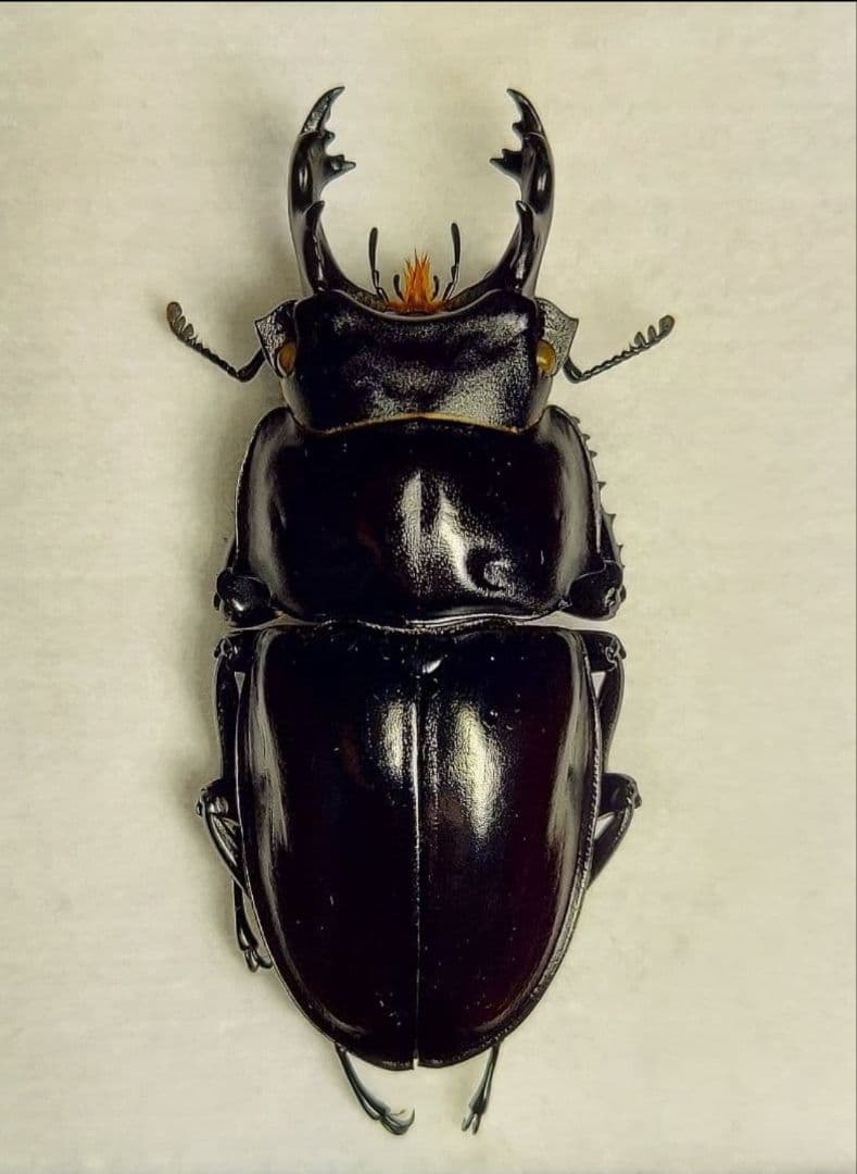 ヤエヤママルバネ　大歯2♂　WF1 大歯】ヤエヤママルバネクワガタ西表島大見謝 ペア ♂55.1mm・♀45.9