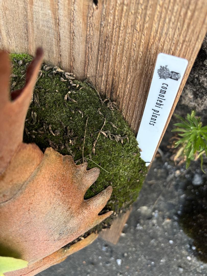 jenny comolebi 血統 胞子 ビカクシダ コウモリラン