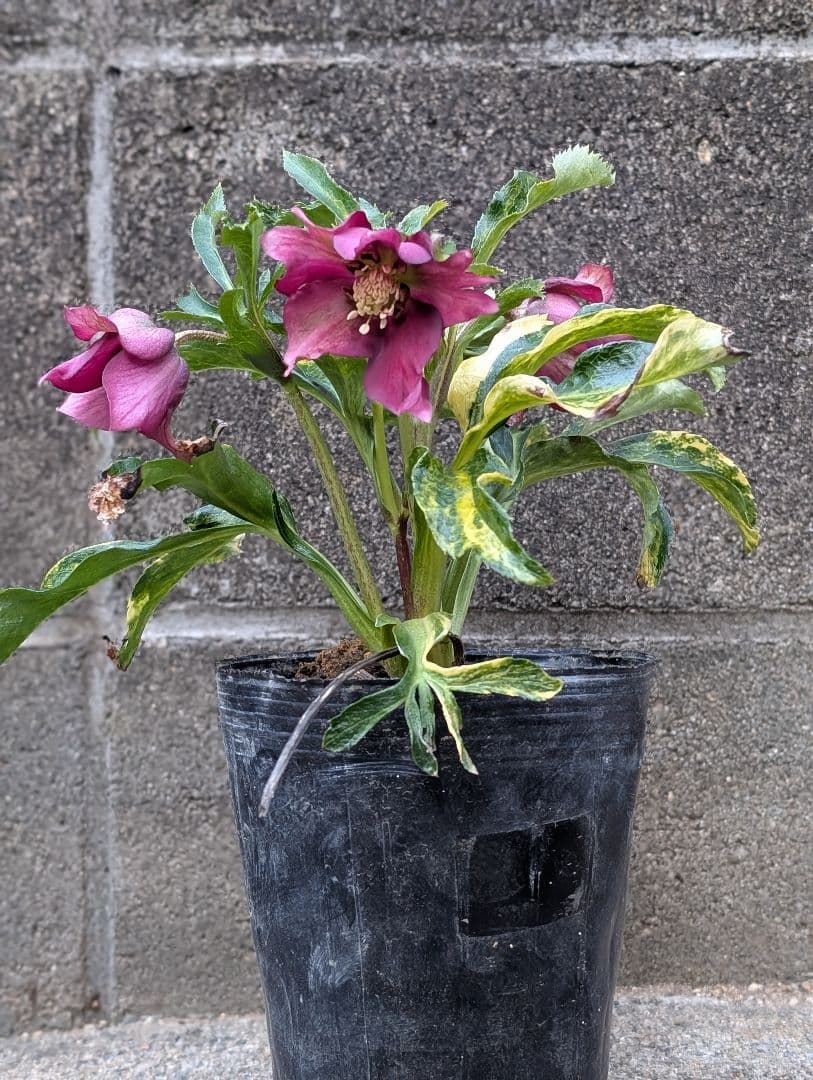 クリスマスローズ 斑入り 変わり咲き パープルレッド 花