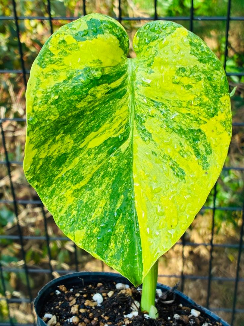 超絶希少❗️【美班】 モンステラ イエローマリリン デリシオーサ 黄斑