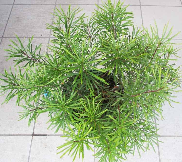 現品】バンクシア・スピヌノーサ・ヘアピン（ヘアピンバンクシア）8号