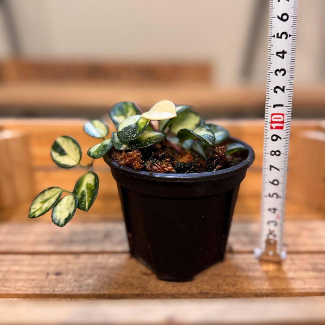 4 ホヤ マチルダ 内斑入り 少しシルバースプラッシュもかかって可愛い