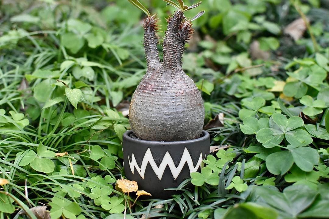 休眠中】パキポディウム・グラキリス 現地球 VALIEM②