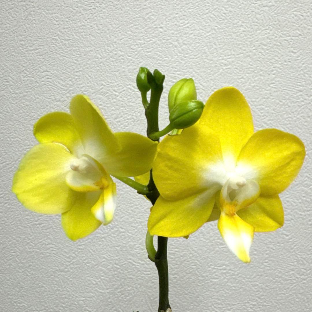 洋ラン洋蘭胡蝶蘭交配種コチョウラン Phal.Rea レア - メルカリ