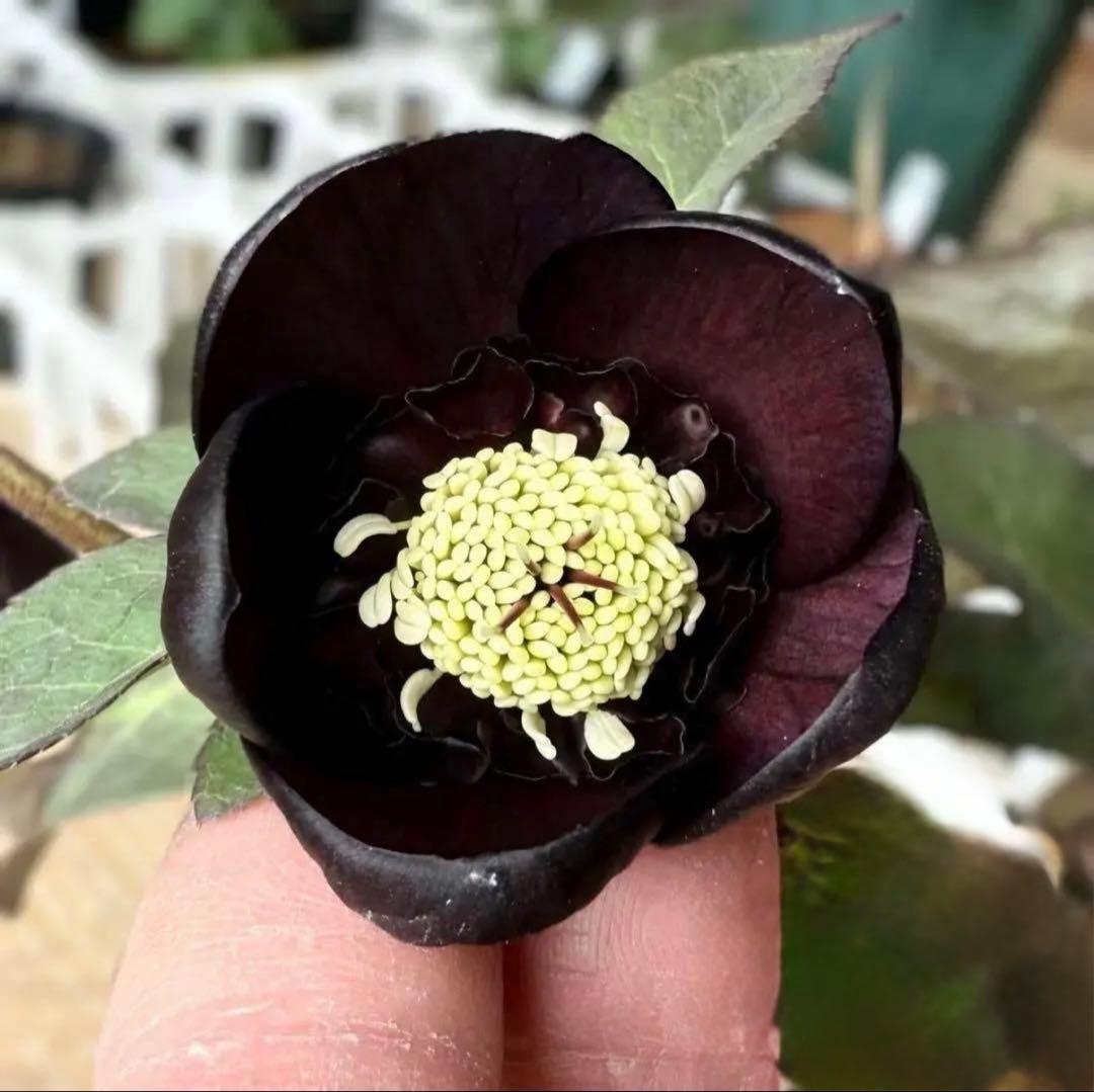 □加藤農園□ 今季株分け クリスマスローズ メルカリ便 - メルカリ