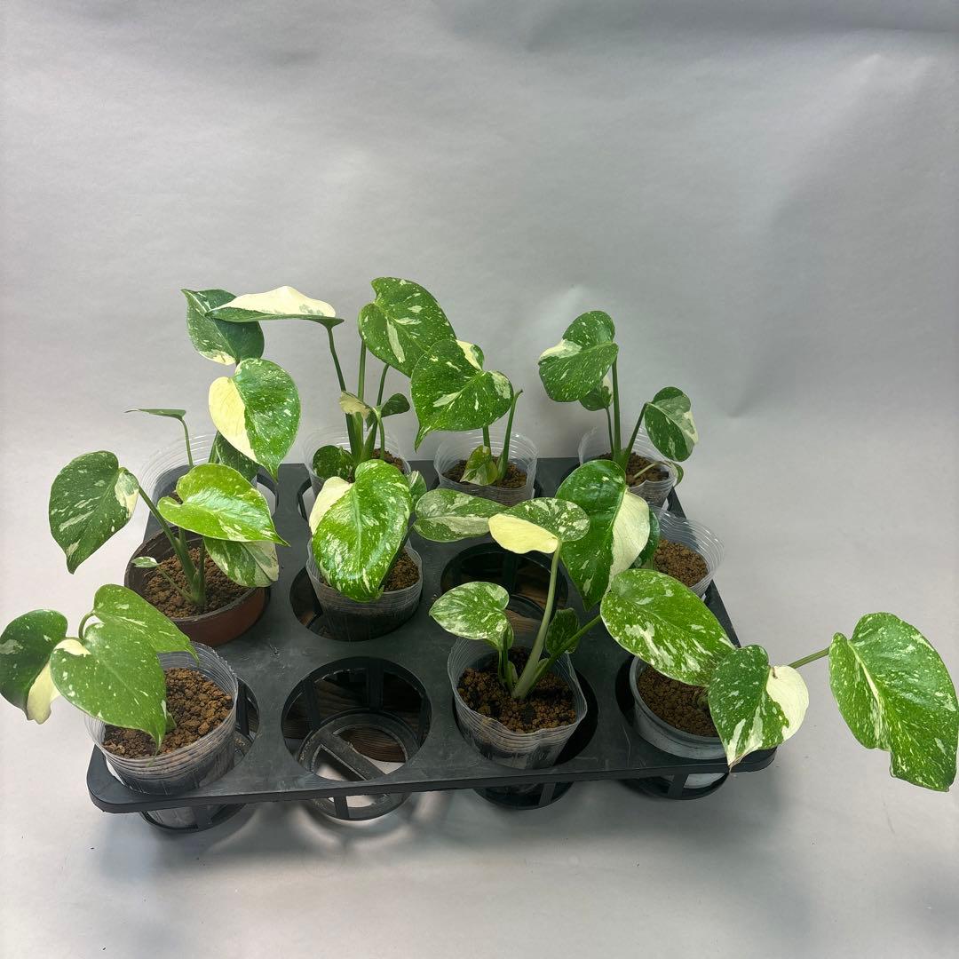 サ*イ様 10株セットms46【特別選抜】モンステラ・タイコンステレーション 斑 園芸ネット本店｜モンステラ：タイコンステレーション（散斑）4号鉢