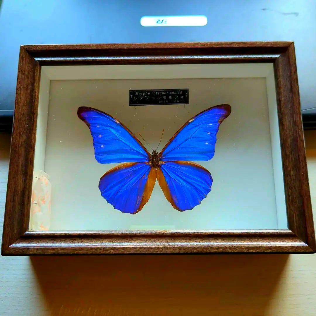 レテノールモルフォ 美麗 青い宝石 蝶 レテノールカキカモルフォ 標本