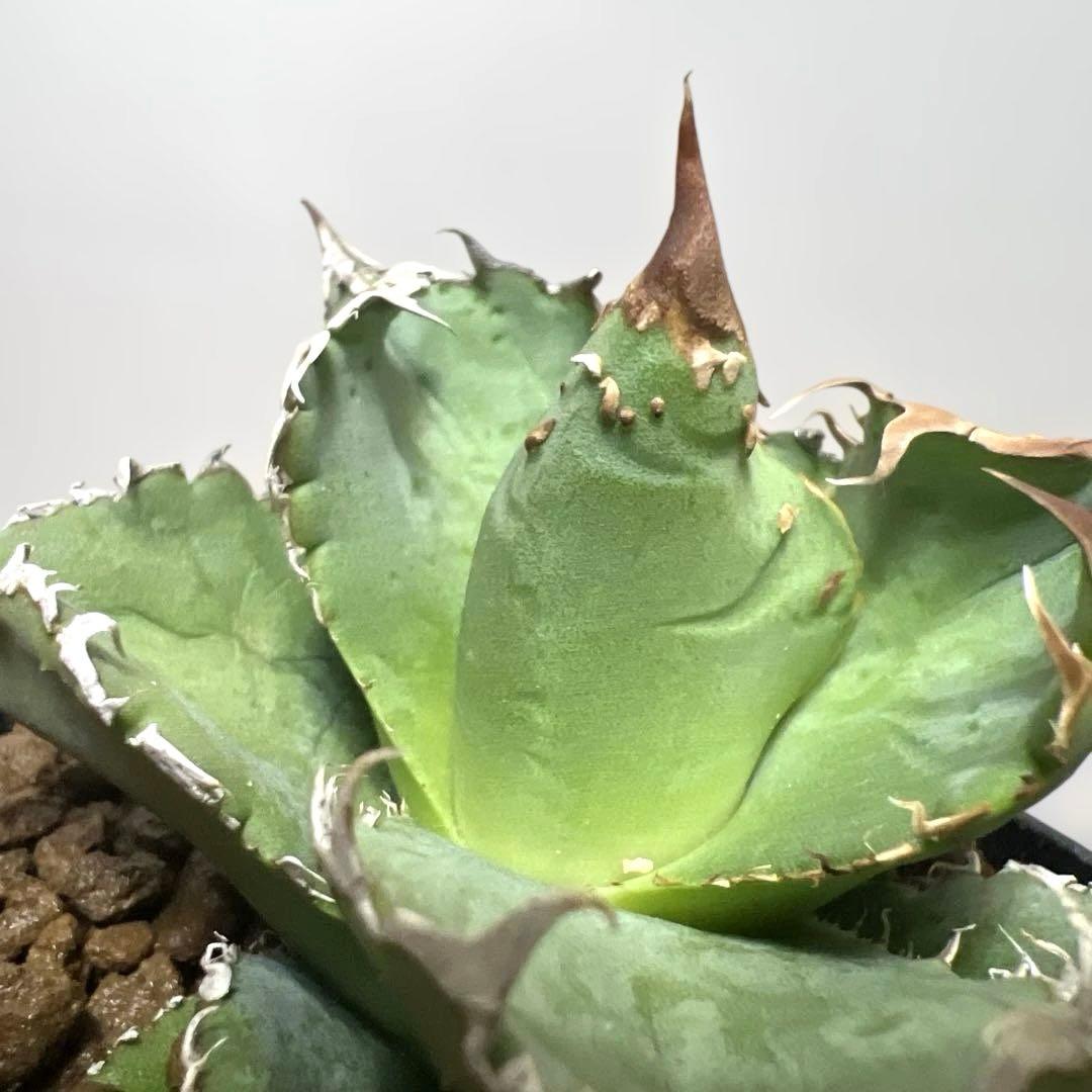 アガベ 鉢植発送 冰雹ブツブツ系 極上血統 超特選 スペシャル個体