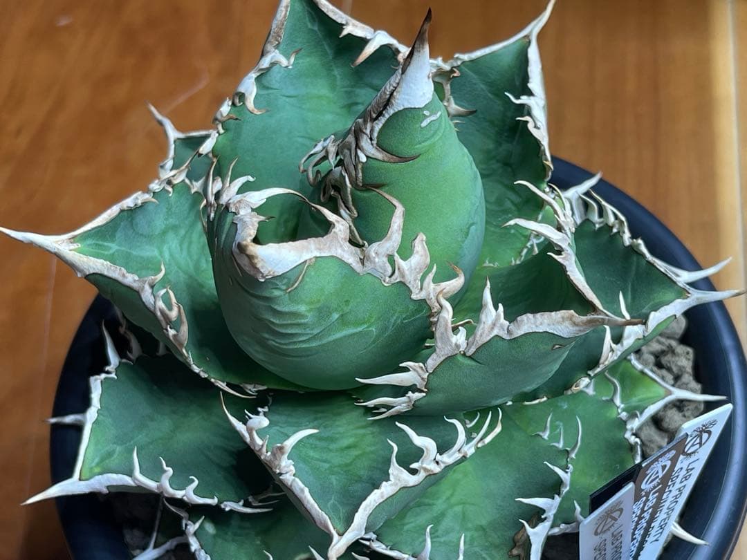 アガベ チタノタ(オテロイ)海王 親株出品 コレクション株 - メルカリ