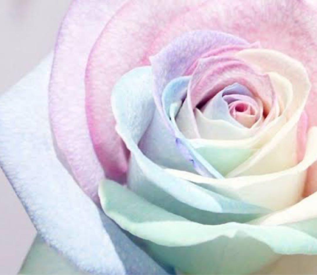 yu☆ コラゲリード2 ミルク 侍 DRUGSTORE｜Yuha Taste Sugar Tokuno Milk 8.2 88g