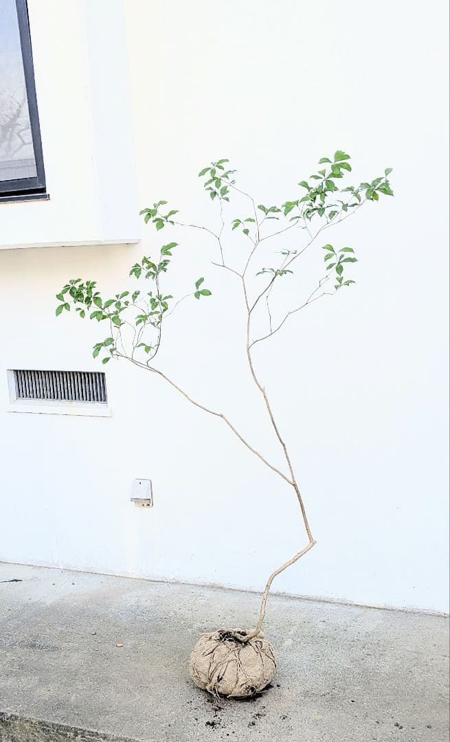 オリーブ 剪定枝 太枝 極太 太木挿し 挿し木 2本 オリーブ太木挿