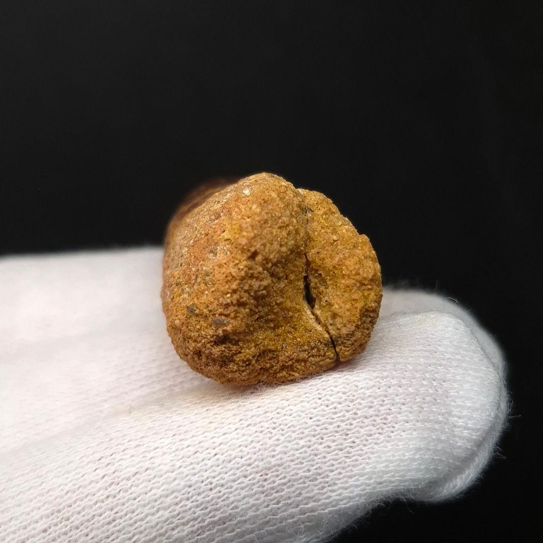 スピノサウルス 本物 モロッコ産 64.02mm fsp4