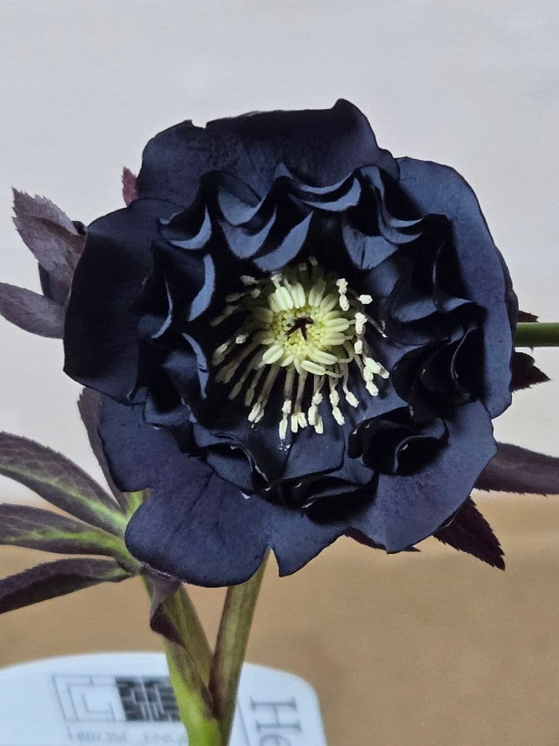 ☆広瀬園芸☆クリスマスローズ☆4.5号鉢☆ - メルカリ