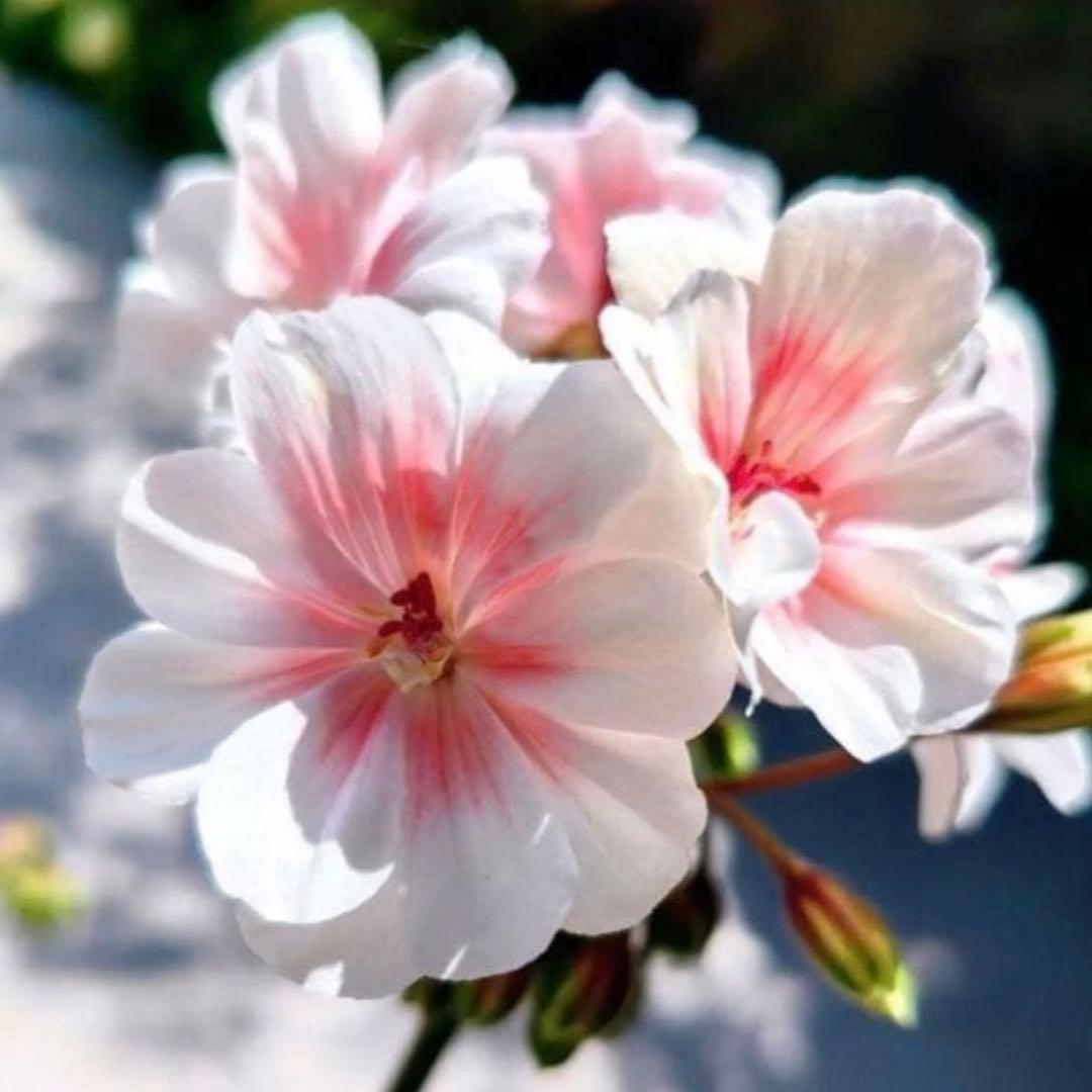 希少品種ゼラニウム 珍しいゼラニウム 海外品種ゼラニウム wl02 - メルカリ