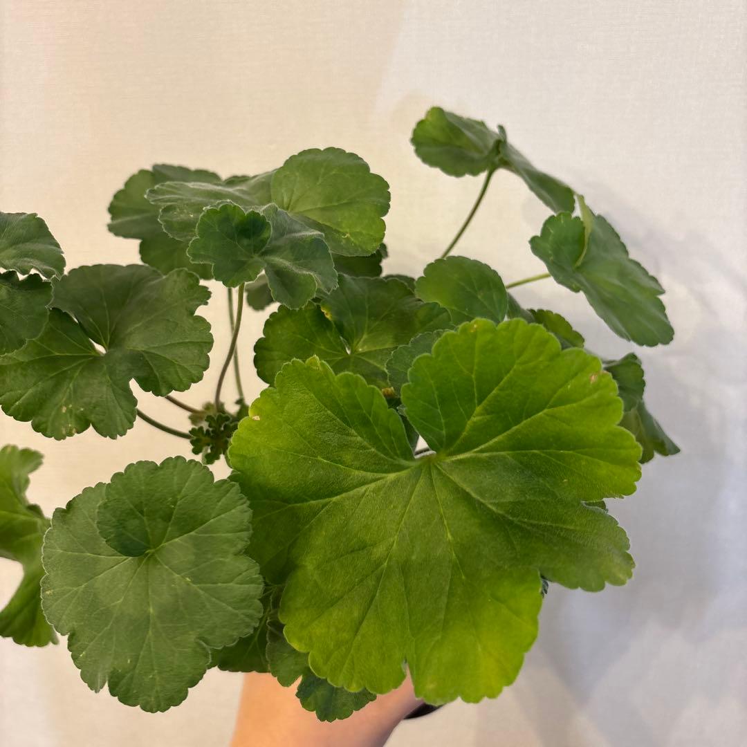 希少品種ゼラニウム 珍しいゼラニウム 海外品種ゼラニウム wl02 - メルカリ