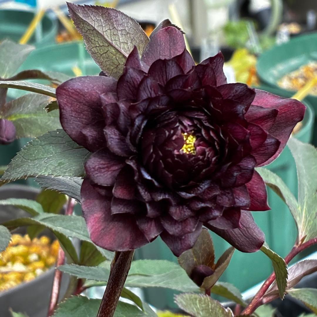 ま*こ様 3552☘️蕾花付き☘️親株☘️⭐️クレオパトラ⭐️小中輪⭐️超多弁⭐