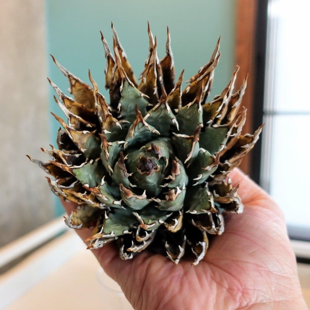 リ*ゴ様 【年末大サービス出品】陽炎・エボリスピナ/ベアルート株