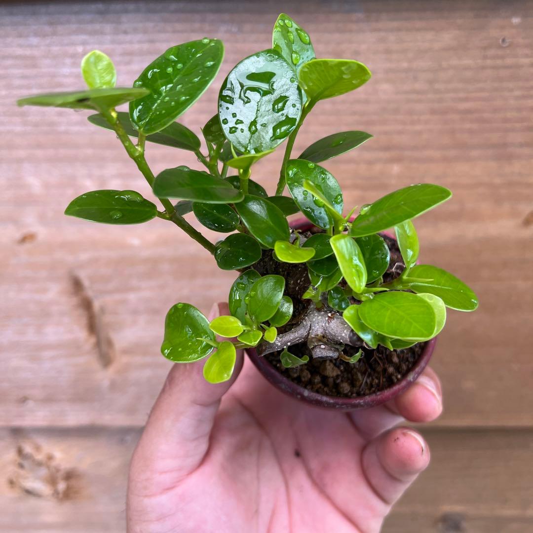 ガジュマルミニ盆栽極太希少品種パンダガジュマル - メルカリ