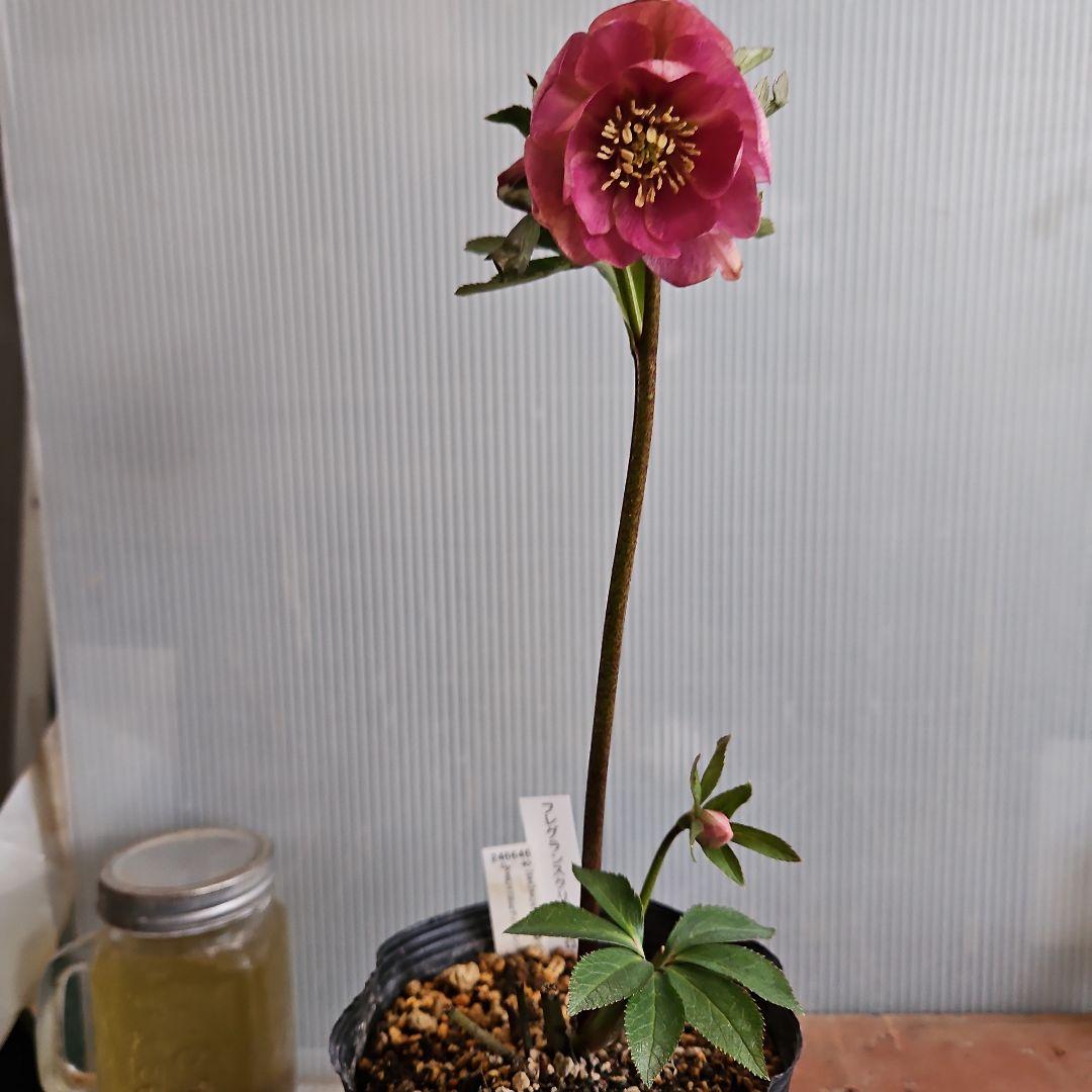 ごまたまご様ご購入苗㉖-205㉖-92クリスマスローズ - 花人気