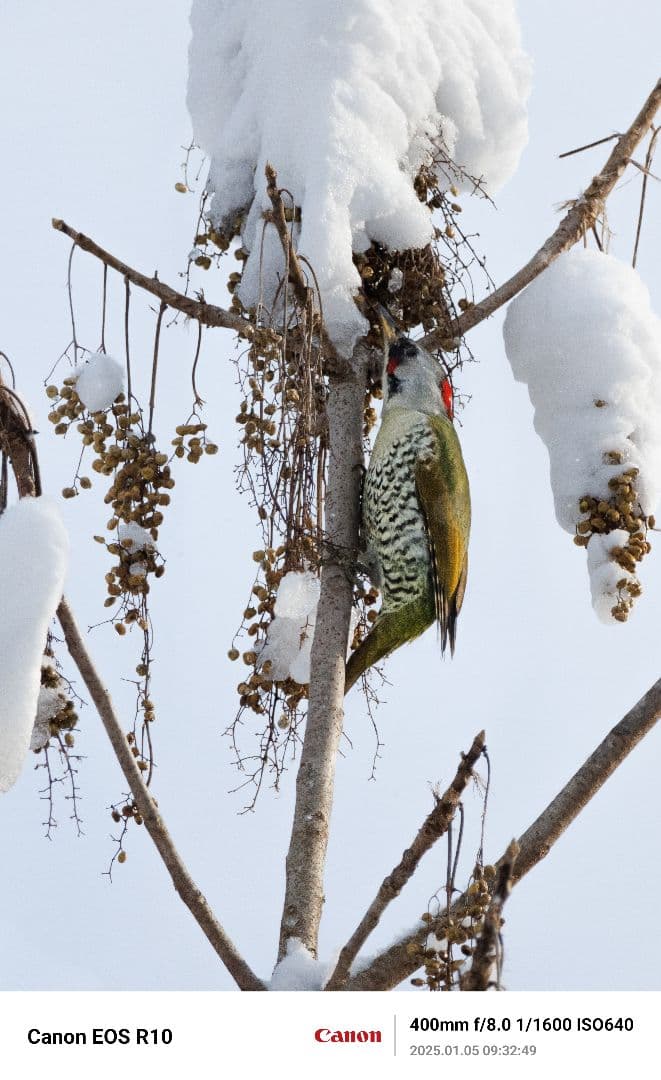 美品RF 100-400F5.6-8 IS USM+ F-Foto製三脚座リング