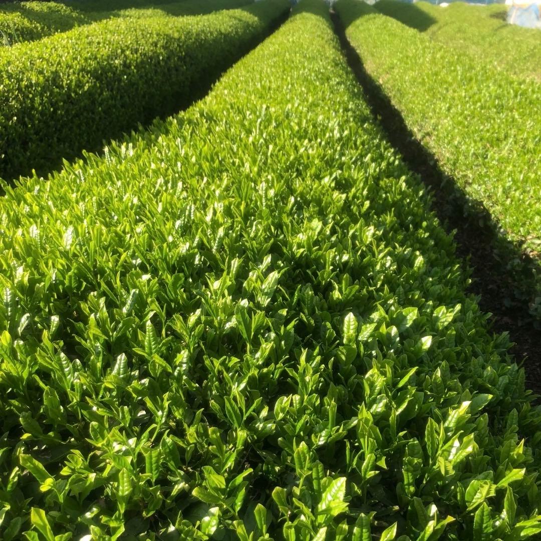 静岡 川根茶 上煎茶 低農薬 茶農家 特別価格さらに送料サービス
