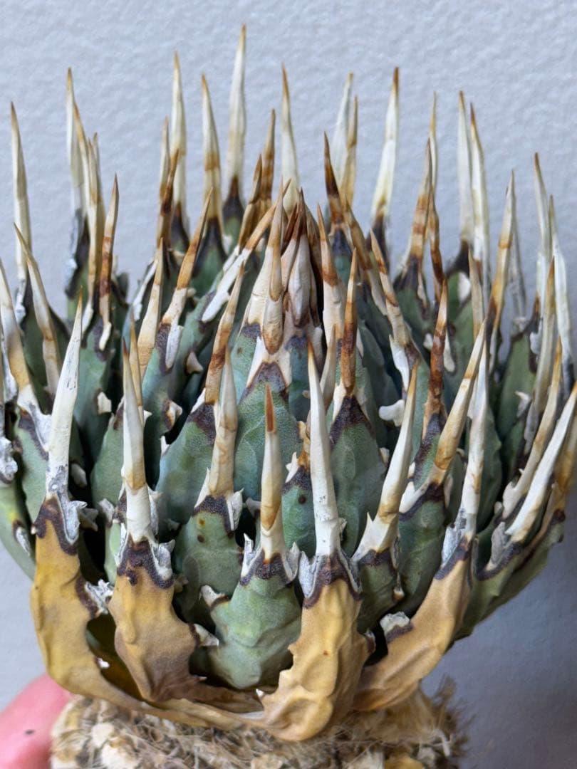 アガベ ユタエンシス エボリスピナ 良型 裏刺 - アガベ新品 通販