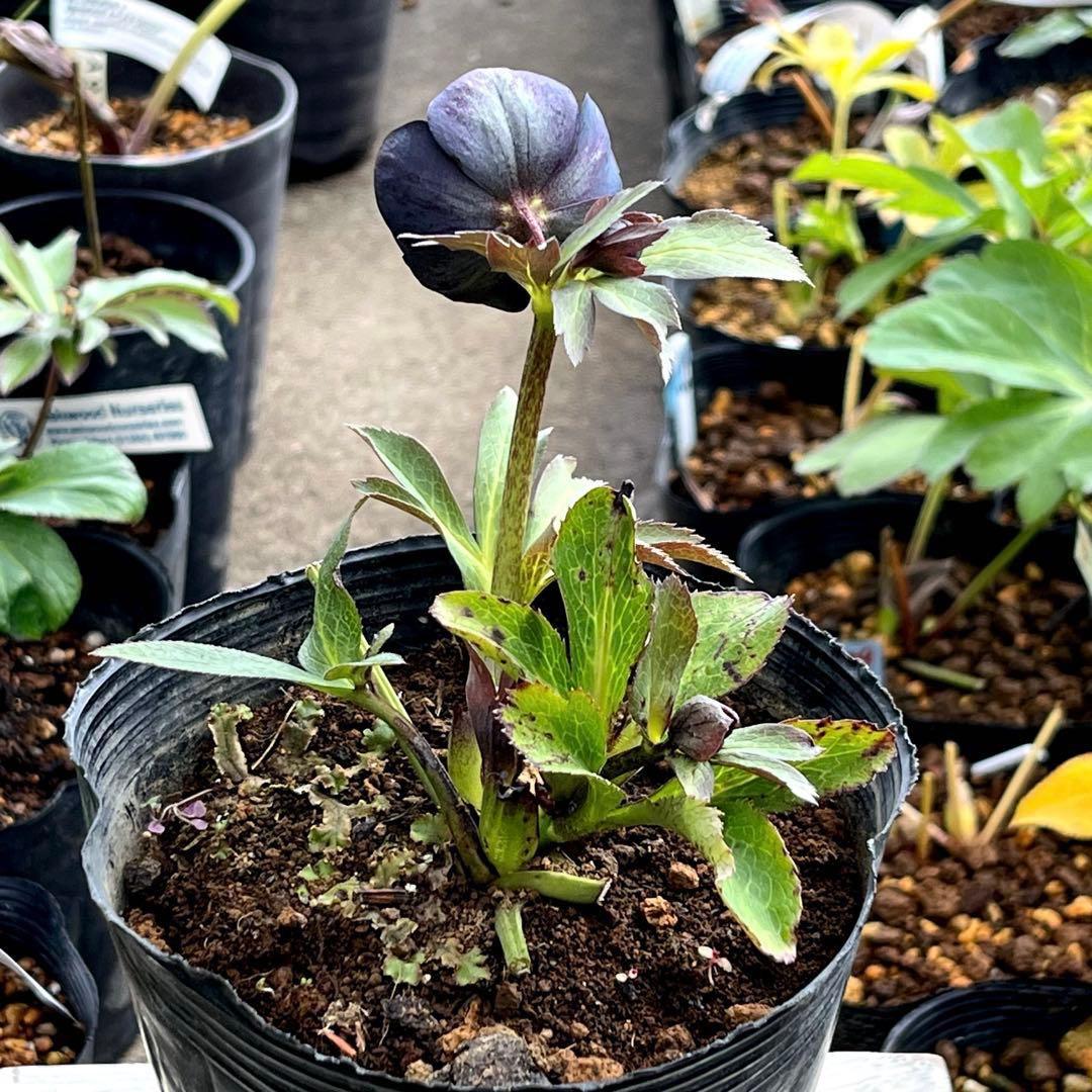 ガ*ル様 ☘️限定1株☘️未株分け☘️極上☘️3352⭐️真ブラック⭐️激スレー