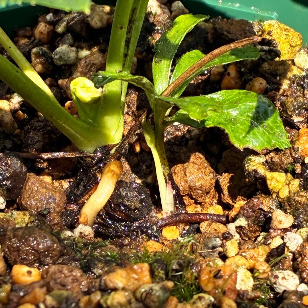 ガ*ル様 ☘️限定1株☘️未株分け☘️極上☘️3352⭐️真ブラック⭐️激スレー