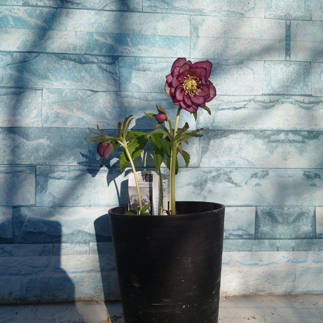 ☀️クリスマスローズ開花株❗☀️4号ロング鉢植え☀ - メルカリ