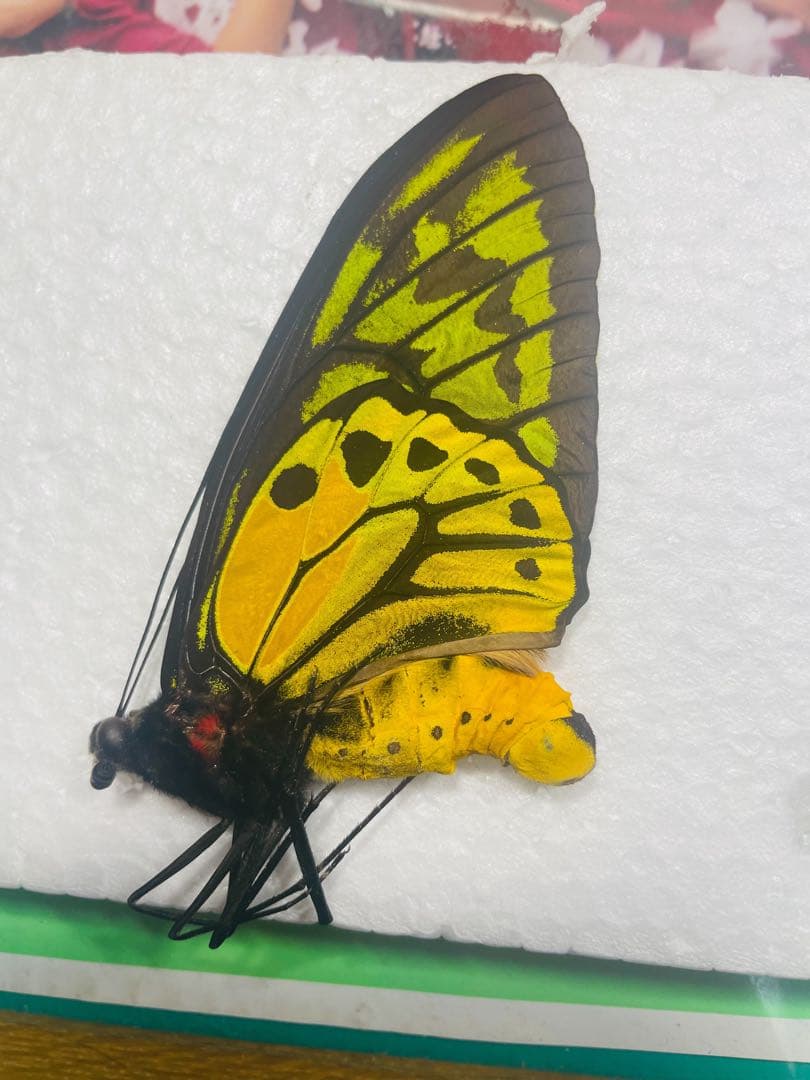 アカメガネトリバネアゲハ ペア ハルマヘラ産 - 標本工場 直営 店