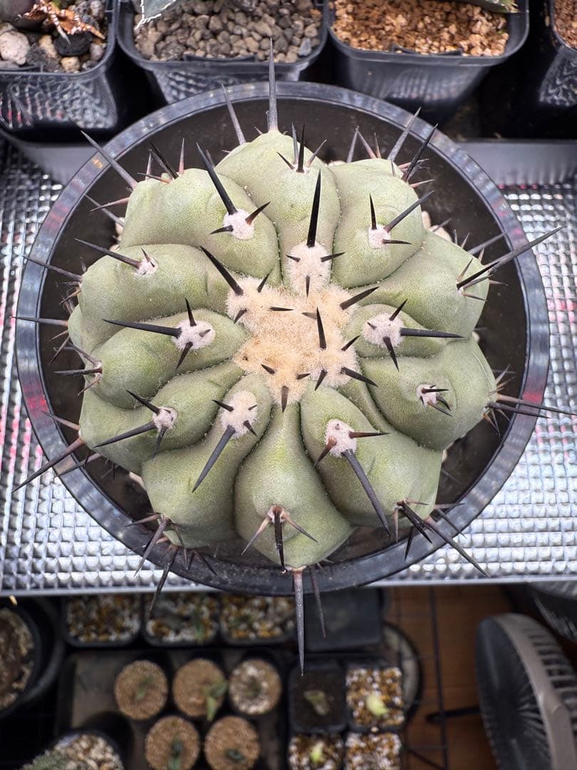 週末限定価格！黒王丸　白肌　厳選　コレクション　多陵　シネレア　特大