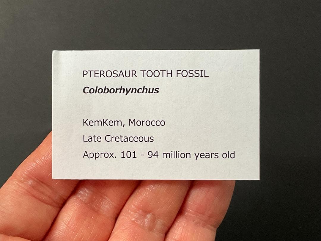 翼竜 コロボリンクスの歯 [PT19] 化石 - メルカリ