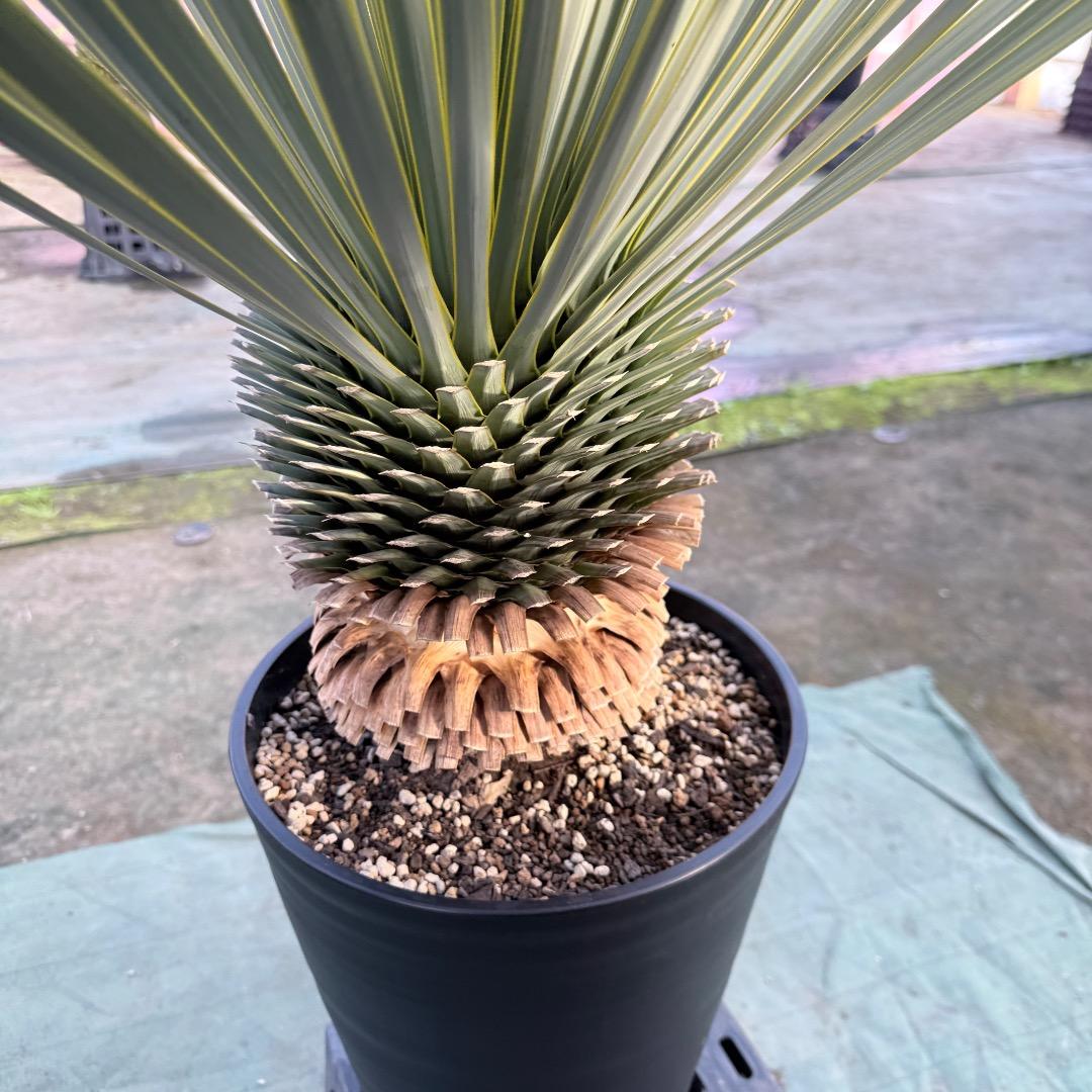 平*政様 【AL1109】ユッカ ロストラータ - メルカリ