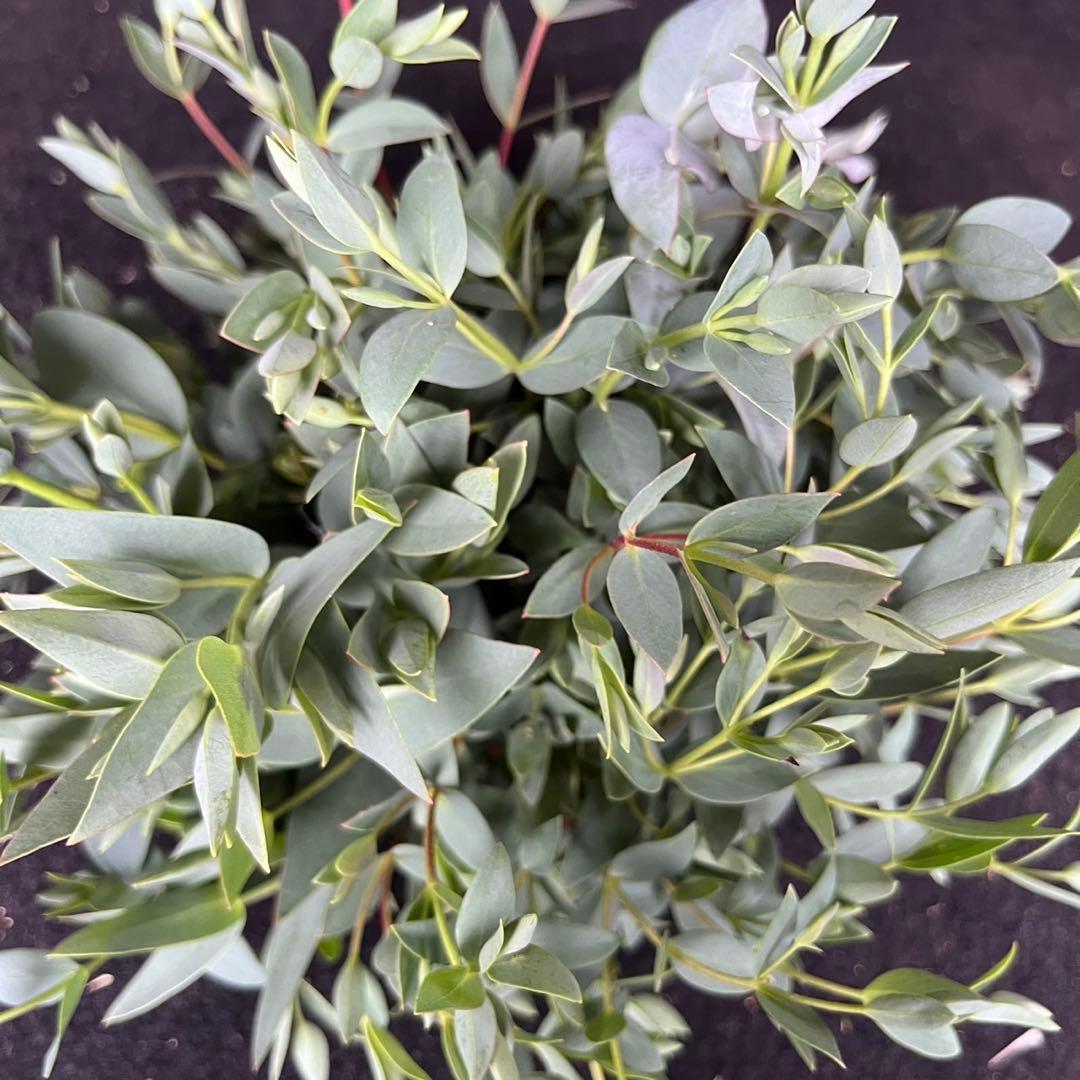 Pablok様専用 薔薇75本 ユーカリ追加10本 ラッピング＆メッセージ