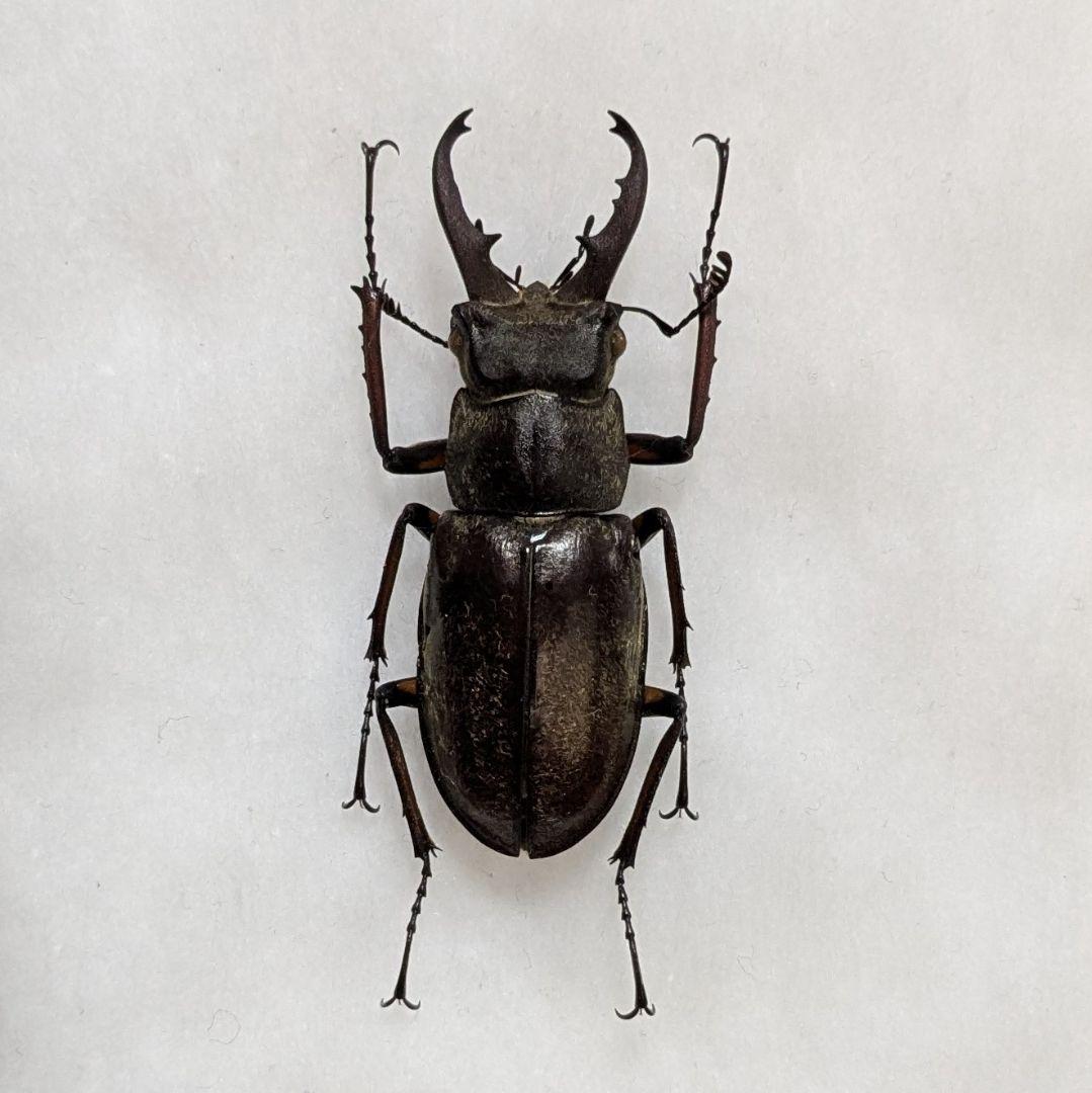 標本　野外品イズミヤマクワガタ×2 標本 野外品イズミヤマクワガタ×2 - メルカリ